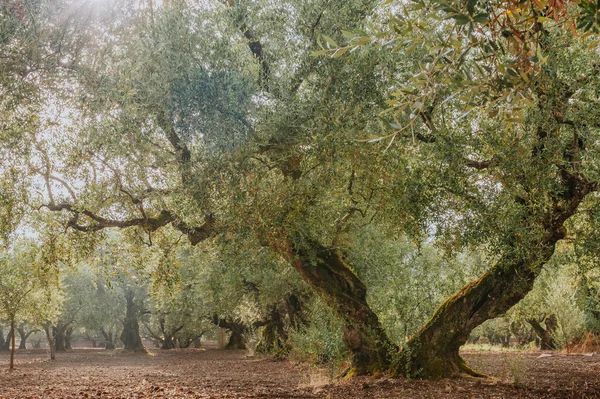 Оливковые Деревья — стоковое фото