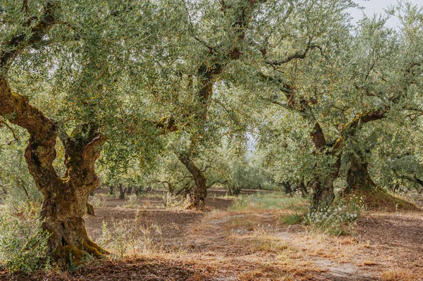 Olijfbomen Schilderachtig Beeld — Stockfoto