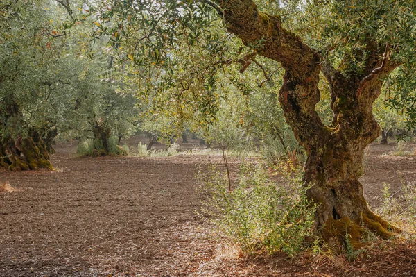 Olijfbomen Schilderachtig Beeld — Stockfoto