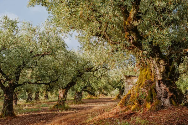 Olive Trees Scenic Image — Stock Photo, Image