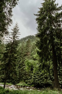 Ormana banklarla park et.