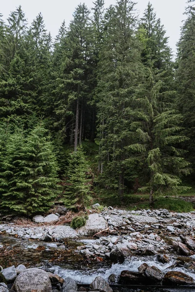 高い山 美しい曲線を描く川と緑の森と素晴らしい風景 — ストック写真