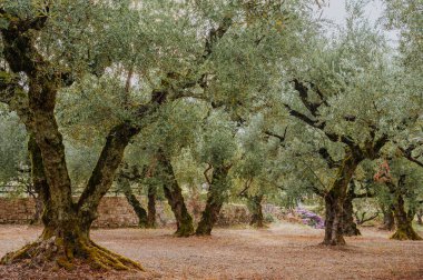 Olive Grove Yunanistan adasında. Zeytin ağaçları,