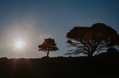Güneş ışınlı ağaçların silueti. Yaz şafağı. Yunanistan 'ın güzel doğal arka planı