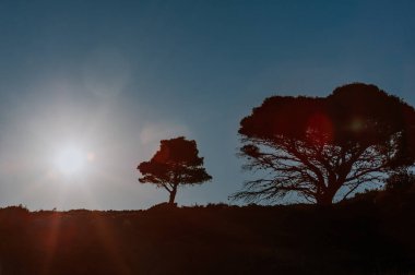 Güneş ışınlı ağaçların silueti. Yaz şafağı. Yunanistan 'ın güzel doğal arka planı