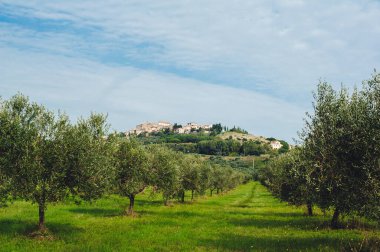 Toskana İtalya 'nın geleneksel kır manzarası. İlkbaharda yeşil çimenli ve bulutlu mavi gökyüzü olan bir zeytinliğin manzarası, İtalya