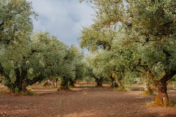 Olive Grove Het Eiland Griekenland Aanplant Van Olijfbomen — Stockfoto