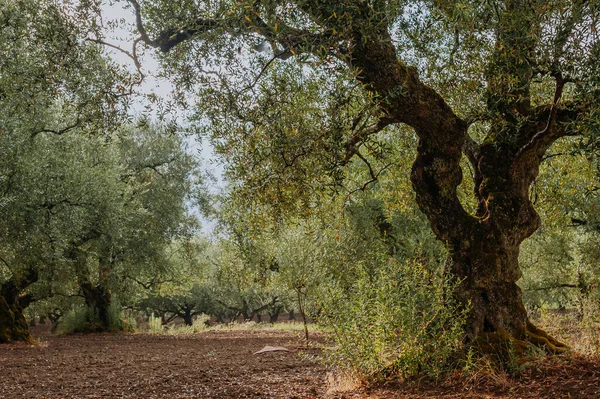 Оливковая Роща Острове Греция Плантация Оливковых Деревьев — стоковое фото