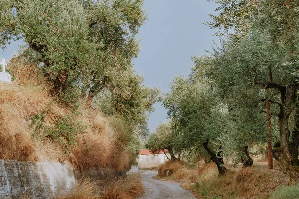 Оливковая Роща Острове Греция Плантация Оливковых Деревьев — стоковое фото