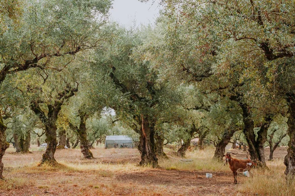 Olive Grove Het Eiland Griekenland Aanplant Van Olijfbomen — Stockfoto