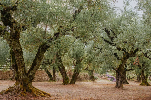 Oliveto Sull Isola Grecia Piantagione Olivi — Foto Stock