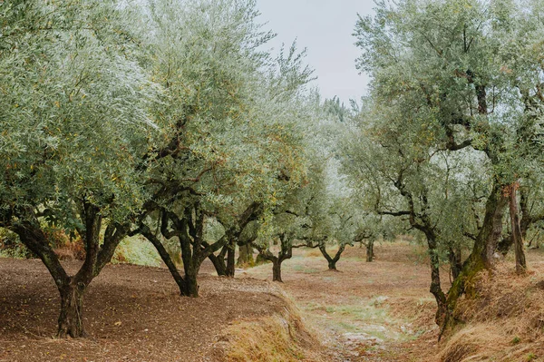 Olive Grove Pulau Yunani Penanaman Pohon Zaitun — Stok Foto