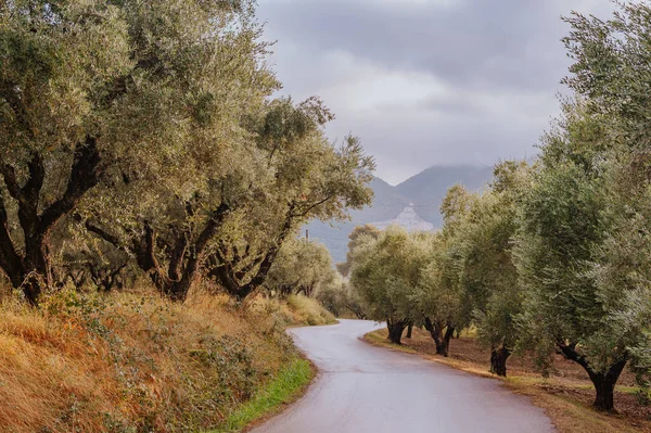 Olive Grove Island Greece Plantation Olive Trees — Stock Photo, Image