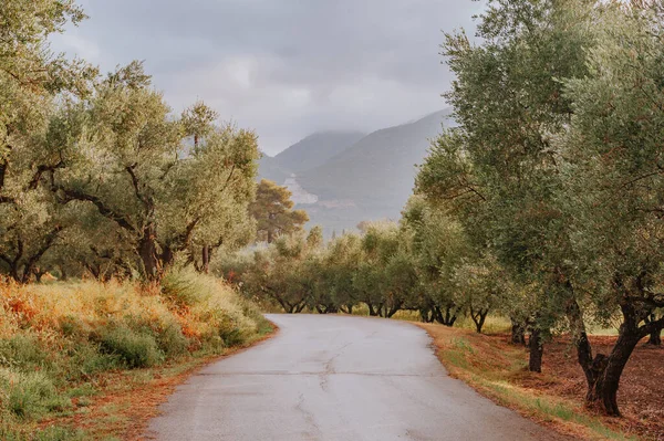 Olive Grove Pulau Yunani Penanaman Pohon Zaitun — Stok Foto