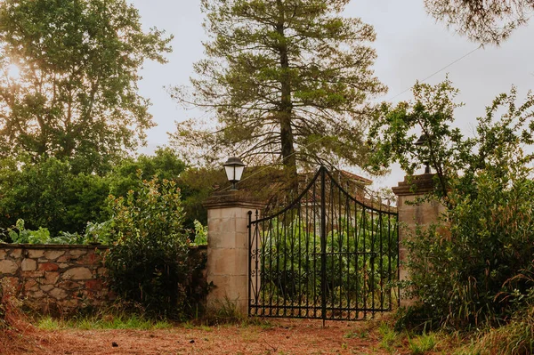 Olive Grove di pulau Yunani. penanaman pohon zaitun. — Stok Foto