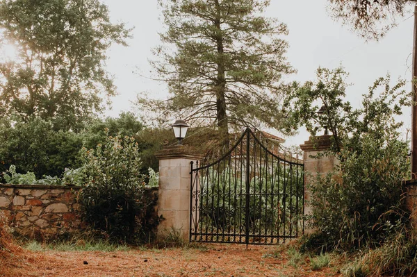 Oliveraie sur l'île de Grèce. plantation d'oliviers. — Photo