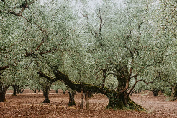 Olive Grove Het Eiland Griekenland Aanplant Van Olijfbomen — Stockfoto