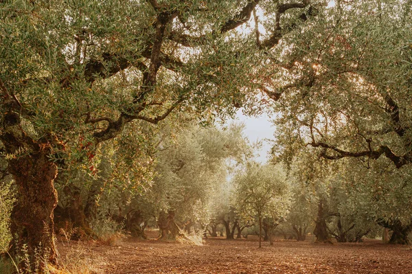 Olive Grove Het Eiland Griekenland Aanplant Van Olijfbomen — Stockfoto