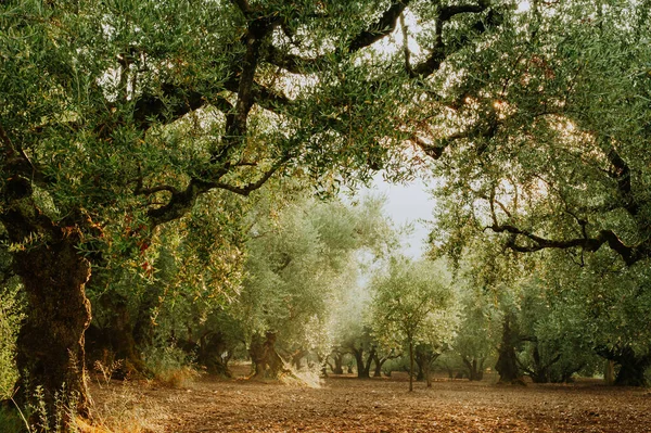 Olive Grove Het Eiland Griekenland Aanplant Van Olijfbomen — Stockfoto