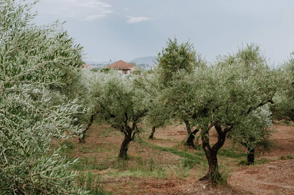 Olivenhain auf der griechischen Insel. Anpflanzung von Olivenbäumen. — Stockfoto