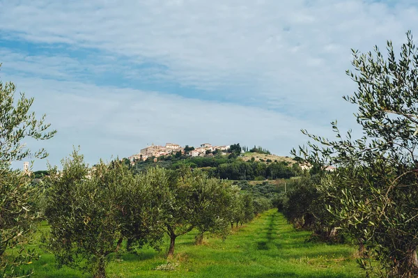 Paysage Rural Traditionnel Toscane Italie Vue Panoramique Une Oliveraie Sur — Photo