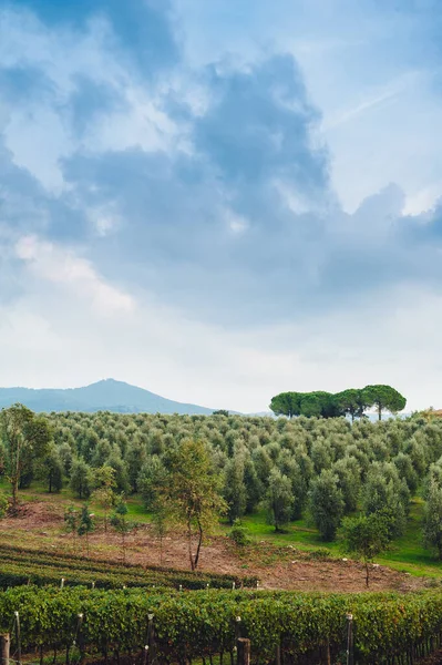 意大利托斯卡纳的传统乡村风景 意大利 山上有一片橄榄树 绿绿的草坪 乌云密布的蓝天 — 图库照片
