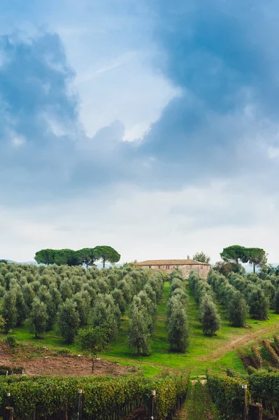 Traditional Country Landscape Tuscany Italy Scenic View Olive Grove Hill — Stock Photo, Image