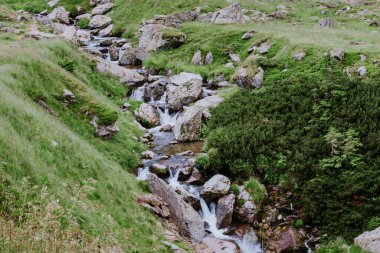 Kayaların arasından akan vahşi dağ nehri.