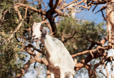 Keçiler tohumları yemek için bir argan ağacına yüklendi.