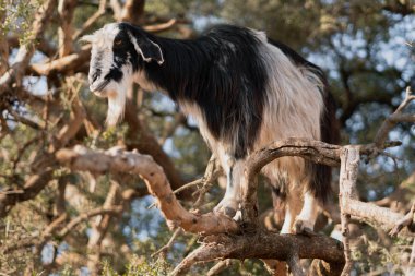 Keçiler tohumları yemek için bir argan ağacına yüklendi.