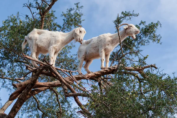 Geiten Geüpload Naar Een Arganboom Zaden Eten Rechtenvrije Stockafbeeldingen