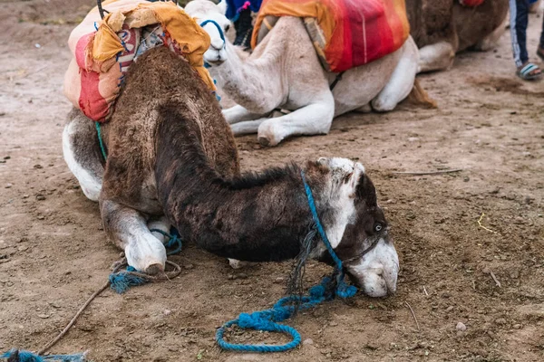 Camellos Trabajando Marruecos —  Fotos de Stock