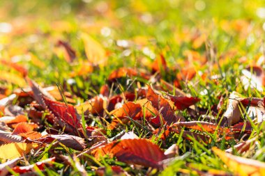 Güneş tarafından aydınlatılan sonbahar yaprakları