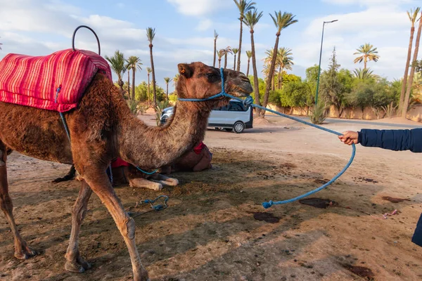 Camellos Trabajando Marruecos —  Fotos de Stock