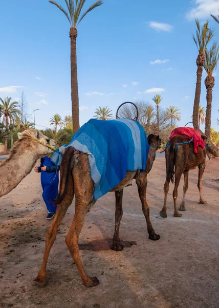 Kameler Som Arbetar Marocko — Stockfoto