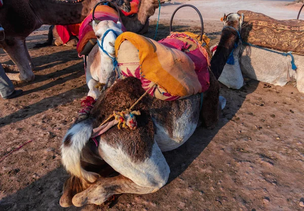 Camellos Trabajando Marruecos —  Fotos de Stock