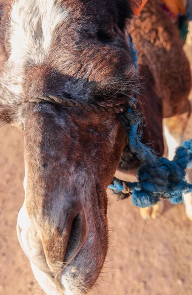 Kameler Som Arbetar Marocko — Stockfoto