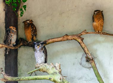 Kuala Lumpur egzotik kuş bakım merkezi