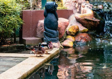 Kuala Lumpur egzotik kuş bakım merkezi