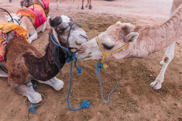 Camellos Trabajando Marruecos —  Fotos de Stock