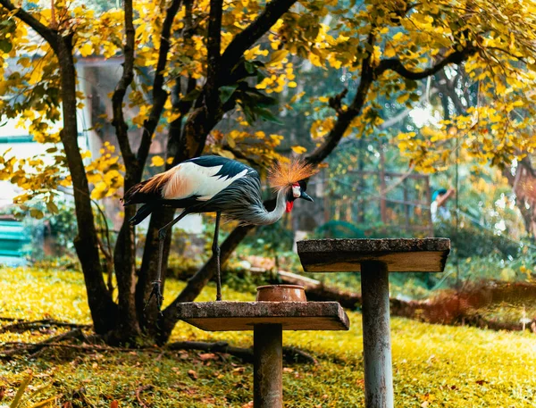 吉隆坡异国情调鸟类护理中心 — 图库照片
