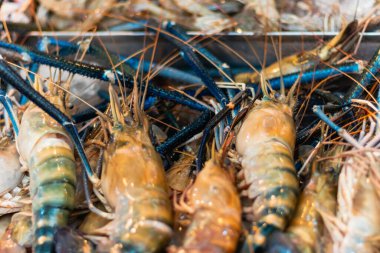 Asya pazarında taze balık.