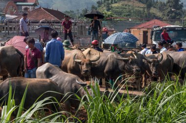 Vietnam öküzü hayvan pazarı satıyor.