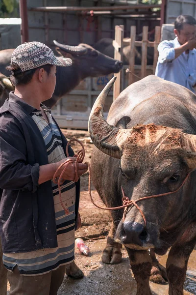 Vietnam Öküzü Hayvan Pazarı Satıyor — Stok fotoğraf