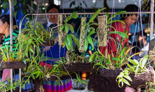 在环境中保存的异国植物和花卉 — 图库照片