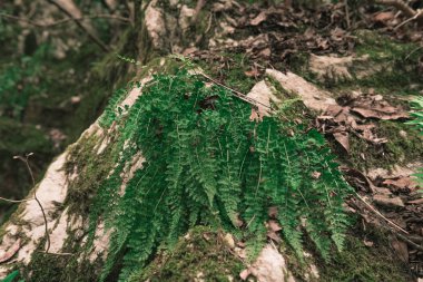 Doğada yetişen bitkiler