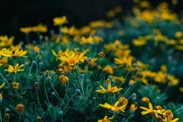 Gele Bloemen Een Weide — Stockfoto