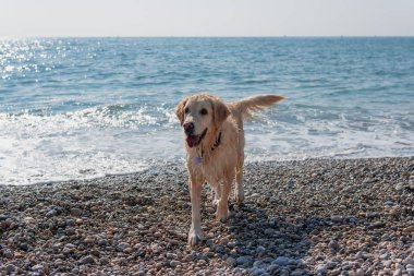 Plajda ıslak beyaz av köpeği