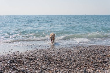Plajda ıslak beyaz av köpeği
