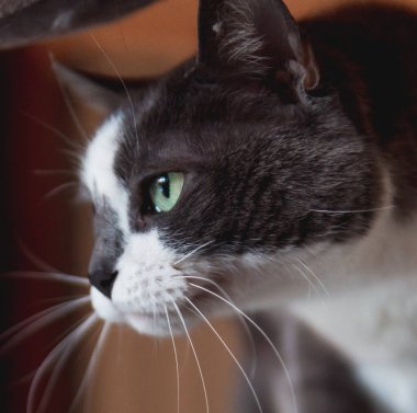 Beyaz kedi ve kediler kazı kazanla oynuyorlar.